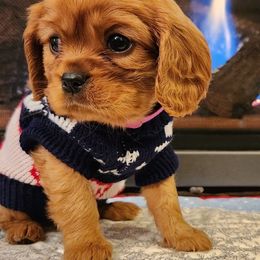 Cavalier King Charles Spaniel Puppies from Parker Puppies