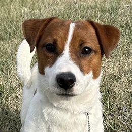 Taffer - Russell Terrier