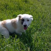 Icelandic Sheepdog Puppies from Glacier Point Icelandics