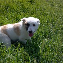 Icelandic Sheepdog Puppies from Glacier Point Icelandics