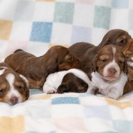 Dachshund puppies from Matilda Jane’s Dachshunds