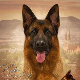 German Shepherds from Vom Grossen Himmel