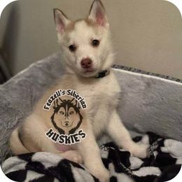 Siberian Husky Puppies from Feazell’s Siberian Huskies