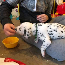 Dalmatian and Labrador Retriever Puppies from ECMO Farm Dalmatians & ECMO Farm Fox Red Labs