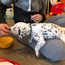 Dalmatian and Labrador Retriever Puppies from ECMO Farm Dalmatians & ECMO Farm Fox Red Labs