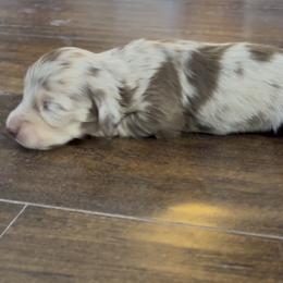 Chocolate and cream dapple male - Chocolate and cream male Dachshund puppy in Farmersville, Texas from Dixie Doxies