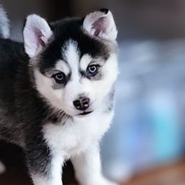 Vixen - Gray and white Pomsky puppy in Kennewick, Washington from Nebula Ranch Pomskies