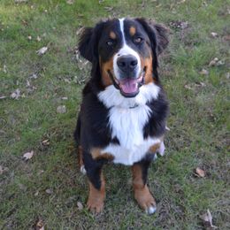 Rosie - Bernese Mountain Dog