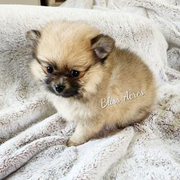 Willow - Red parti female Pomeranian puppy in Ponca City, Oklahoma from Bliss Acres Farm