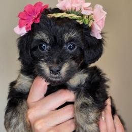 Venus - Black tri-color female Aussiedoodle puppy in Prescott Valley, Arizona from Ramirez Family Doodles