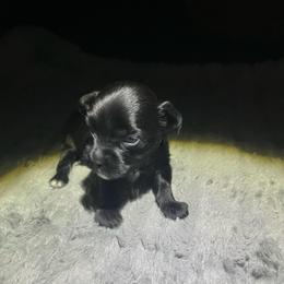 Blackjack - Sable male Yorkshire Terrier puppy in Laughlin, Nevada from Dani’s Yorkie’s