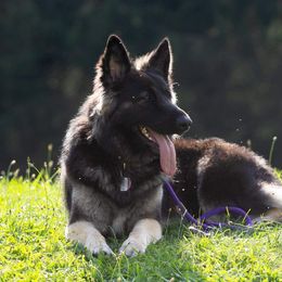 Shiloh Shepherd All Grown Up from NewMoon Shiloh Shepherds