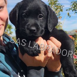 Girl 2 - Labrador Retriever puppy from Sweet As Sugar Labradors