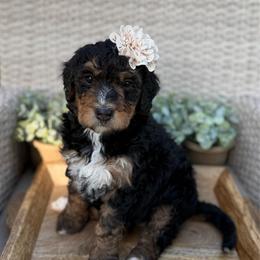 Kaia - Phantom female Bernedoodle puppy in Perrysville, Ohio from Pleasant Valley Bernedoodles