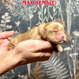 Girl 1 - Red roan female Cocker Spaniel puppy in Salt Lake City, Utah from Sego Lily Cockers