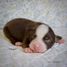 Heart - Red tri female Miniature Australian Shepherd puppy in Evant, Texas from Lazy VT Bar Ranch