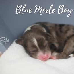 Blue Merle Boy - Blue merle male Aussiedoodle puppy in Plain City, Utah from Myers Desert Doodles