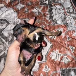 Yorkshire Terrier Puppies from The Yorkie House