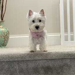Skye - West Highland White Terrier