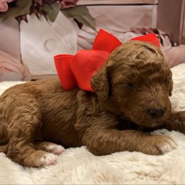 Olivia - Red  female Goldendoodle puppy in The Woodlands, Texas from Gracie's Goldendoodles and Bernedoodles