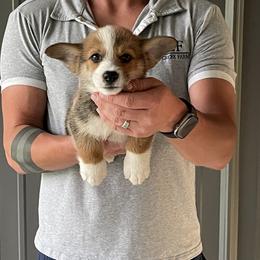Lue Lue - Male 1 - Fawn male Pembroke Welsh Corgi puppy in Jefferson, South Carolina from Blue Creek Farms