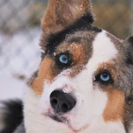 Cardigan Welsh Corgis, Golden Retrievers, and Pugs from Oryan Goldens and Pugs and Cardinal Cardigan Welsh Corgi