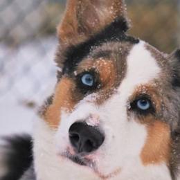 Cardigan Welsh Corgis, Golden Retrievers, and Pugs from Oryan Goldens and Pugs and Cardinal Cardigan Welsh Corgi