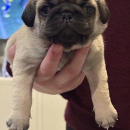 McGonagall - Fawn male Pug puppy in Frisco, Texas from RD Pugs