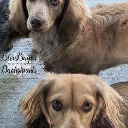 Dachshund Puppies from BleuBayou Dachshunds