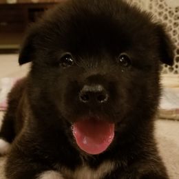 Akita Puppies from Ishikawa Akita's