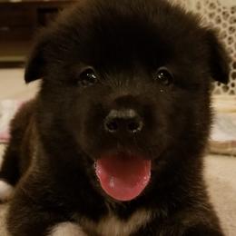 Akita Puppies from Ishikawa Akita's