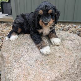 Rocky - Tri-color male Bernedoodle puppy in Beach City, Ohio from Blue Cloud Doodles