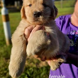 Golden Retriever Puppies from Great Golden Breeding