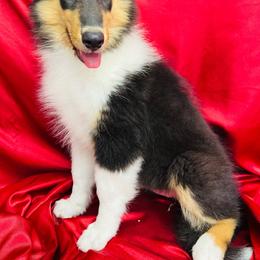 Lu Lu - Black white and tan female Collie puppy in Groveland, Florida from Palmhaven Collies