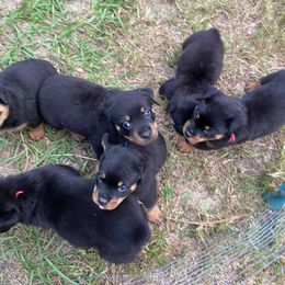 Rottweiler Puppies from Bold & Beautiful Rottweilers