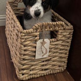 Australian Shepherd Puppies from Abigail’s Angels Australian Shepherds