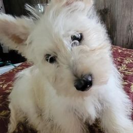 Miniature Schnauzers from Joye Cantrell's Miniature Schnauzers