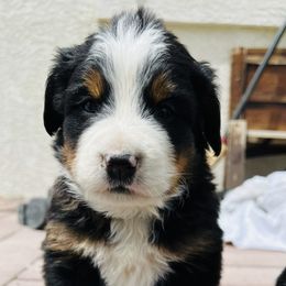 Floyd - Black rust and white male Bernese Mountain Dog puppy in Paradise Valley, Nevada from Bayles Berners