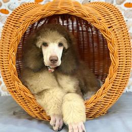 Grey Collar - Brown male Poodle puppy in Houma, Louisiana from Smart Azz Poodles
