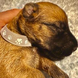 Gray - Wheaten male Soft Coated Wheaten Terrier puppy in Gordonville, Texas from Serenity Valley Wheatens