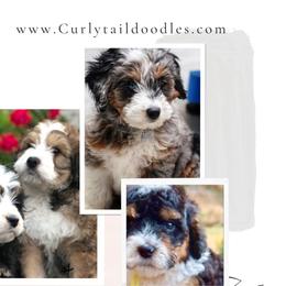 Goldendoodles from Curlytail Doodles