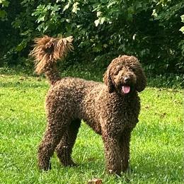 Coco - Chocolate female Labradoodle puppy in Bedford, Indiana from Purple Heart Canines