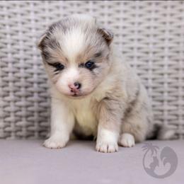 Jinu - Merle male Pomsky puppy in Sumter, South Carolina from Emerald Skies Pomskies