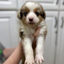 Rocko - Red merle male Australian Shepherd puppy in Odessa, Texas from Yucca Blossom Pups