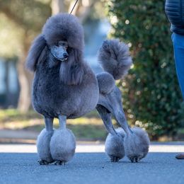 Argie - Poodle