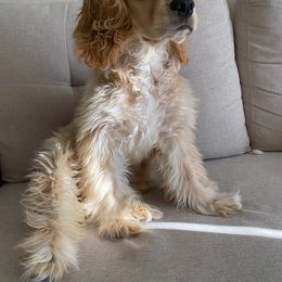 Cocker Spaniel All Grown Up from Awesome Cockers!
