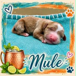 Mule - Apricot male Goldendoodle puppy in Hendersonville, North Carolina from Kim's Cove