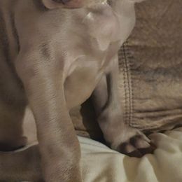 Weimaraner Puppies from Mavericks Night Weimaraners