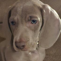 Weimaraner Puppies from Mavericks Night Weimaraners