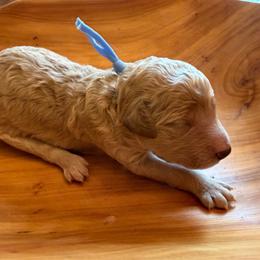 Fresco - Apricot male Poodle puppy in Swansboro, North Carolina from Monarch Standard Poodles